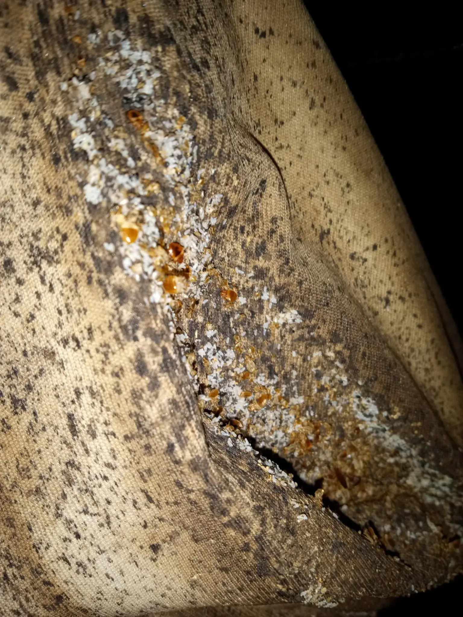 Bed Bugs and Eggs