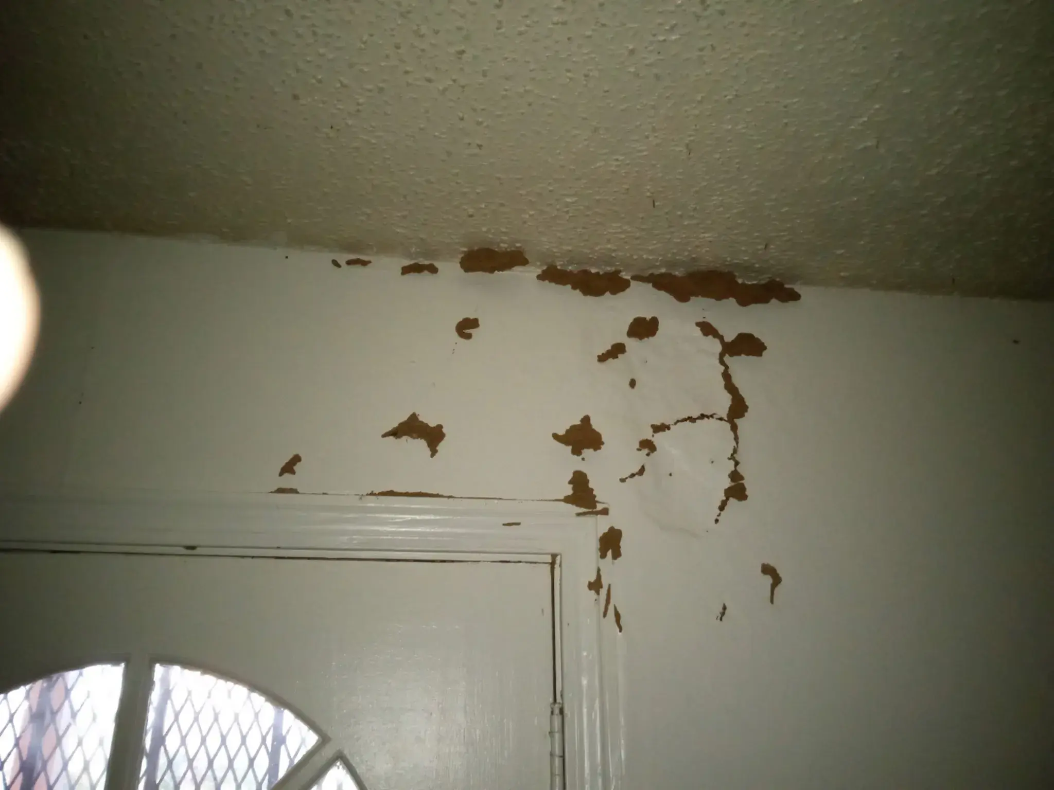 Termite damage assessment