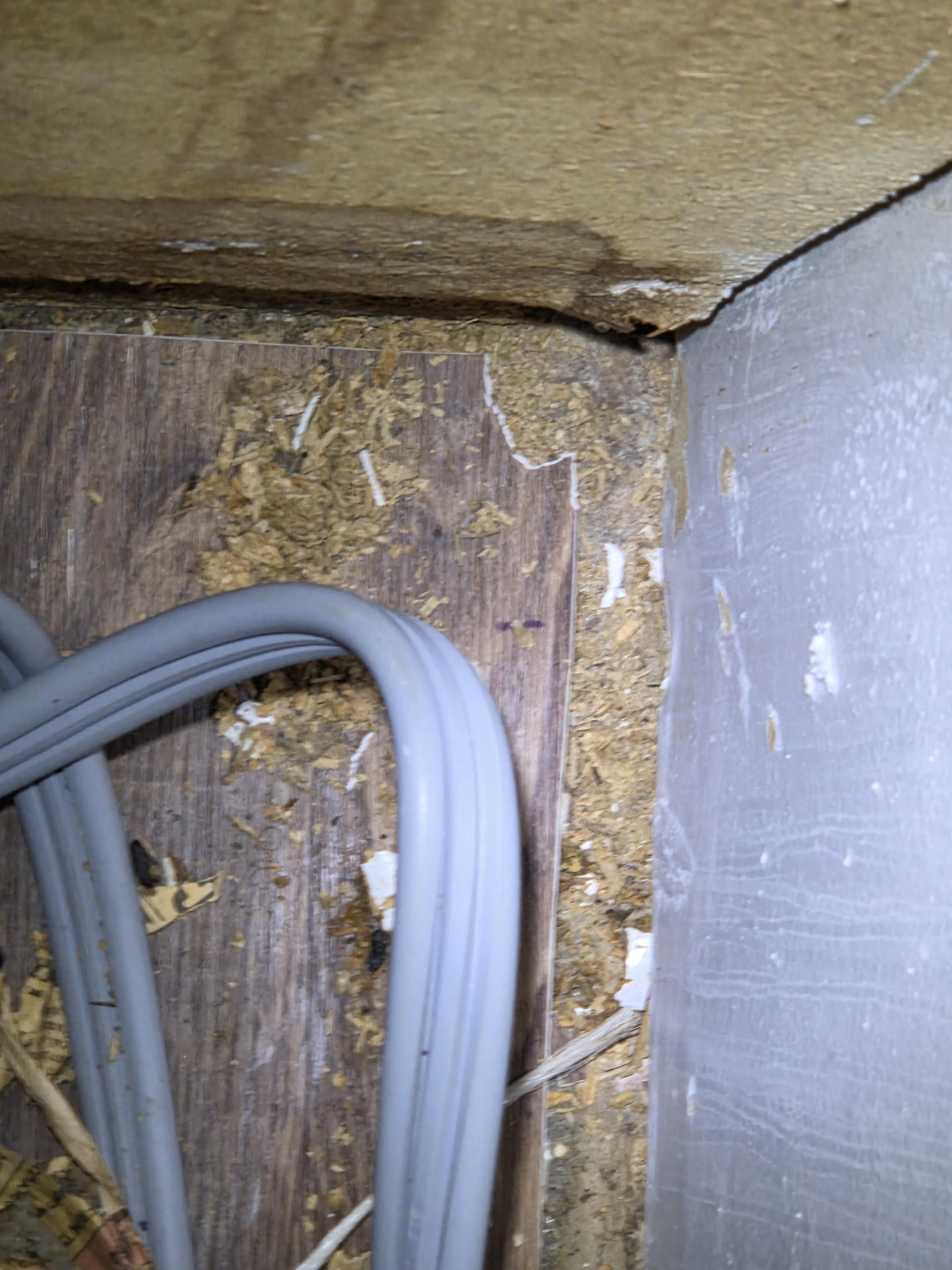 Termite Frass Evidence