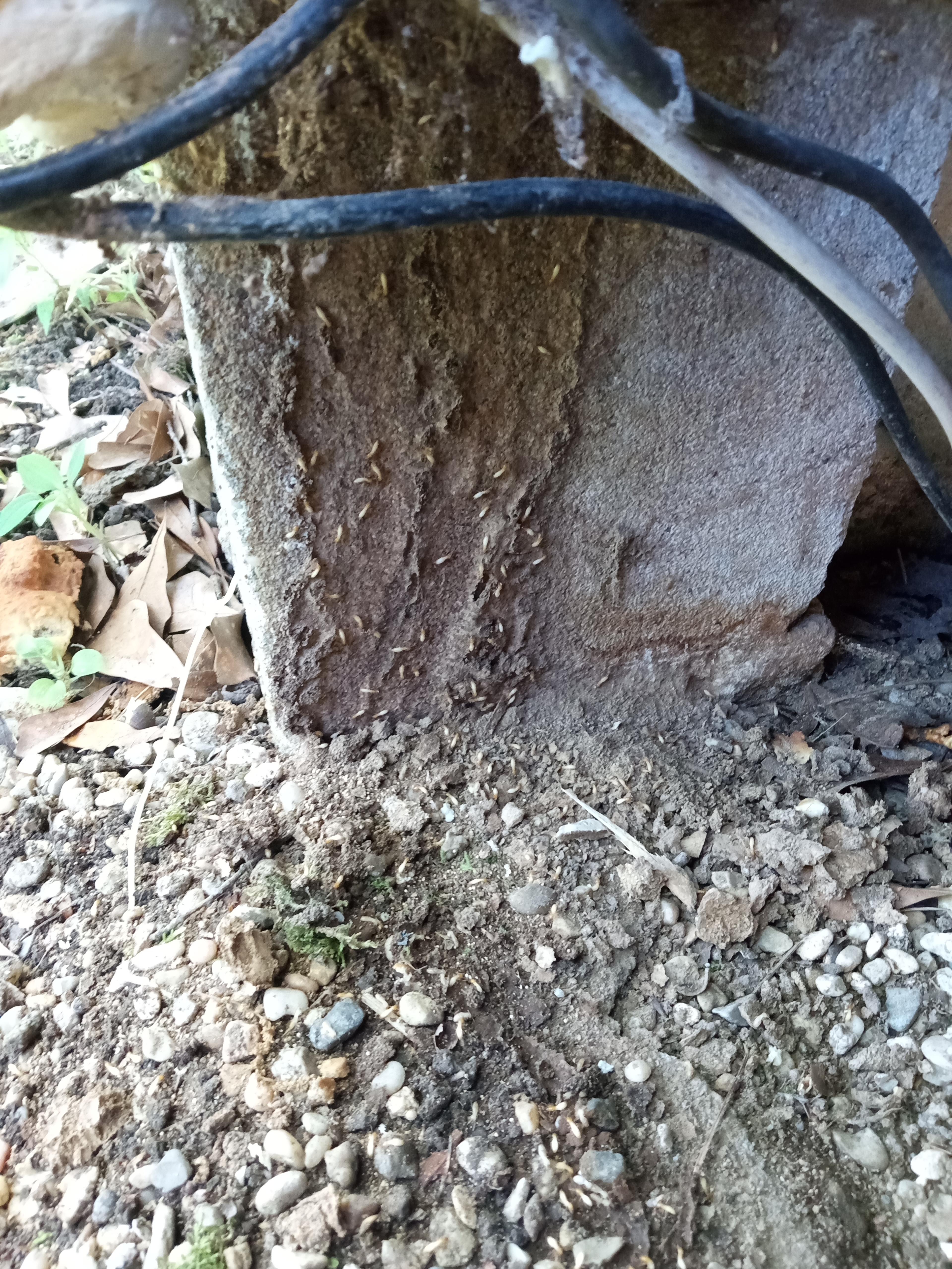 DOA Pest Control inspection work