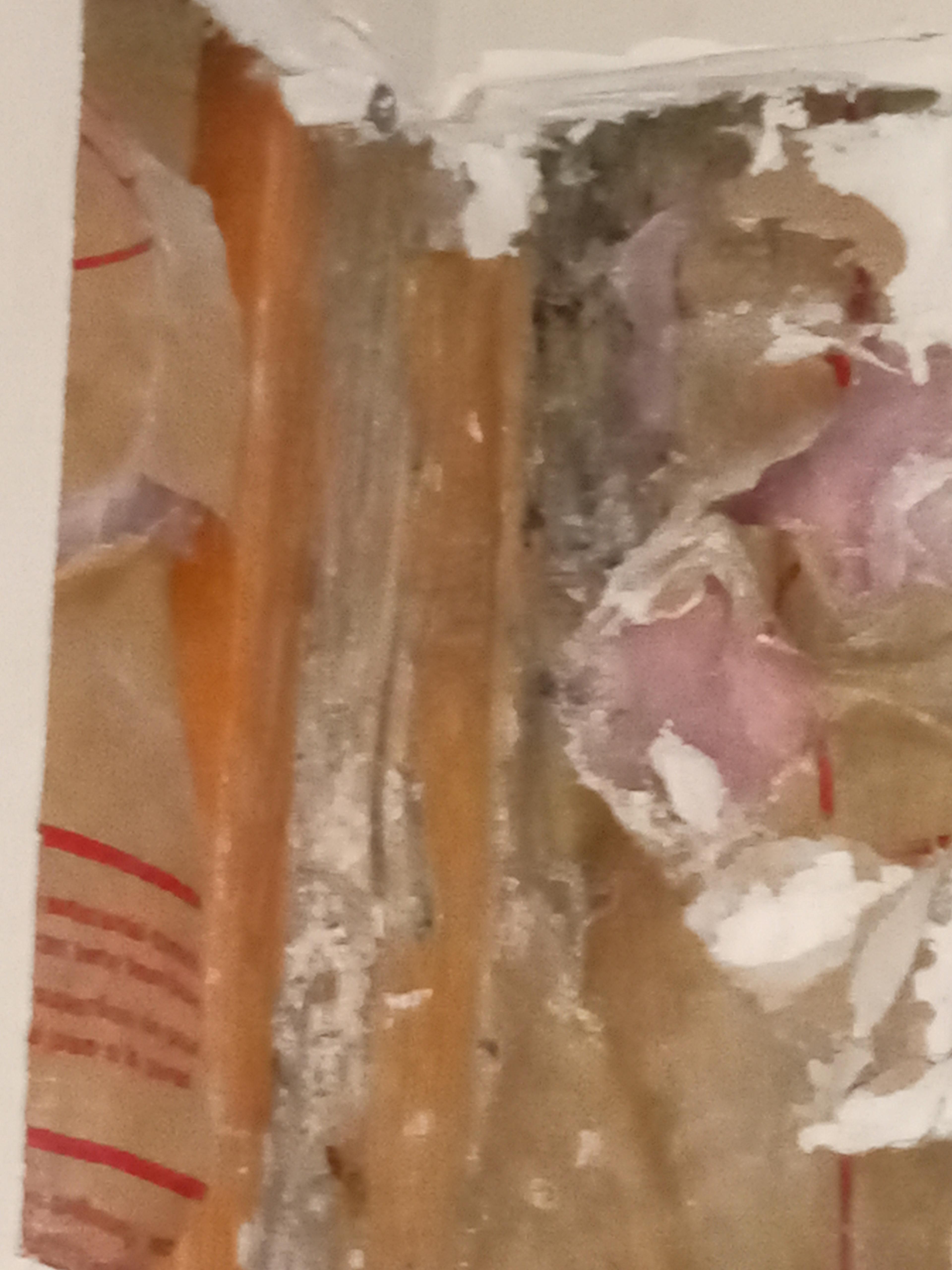 Interior Pest Damage