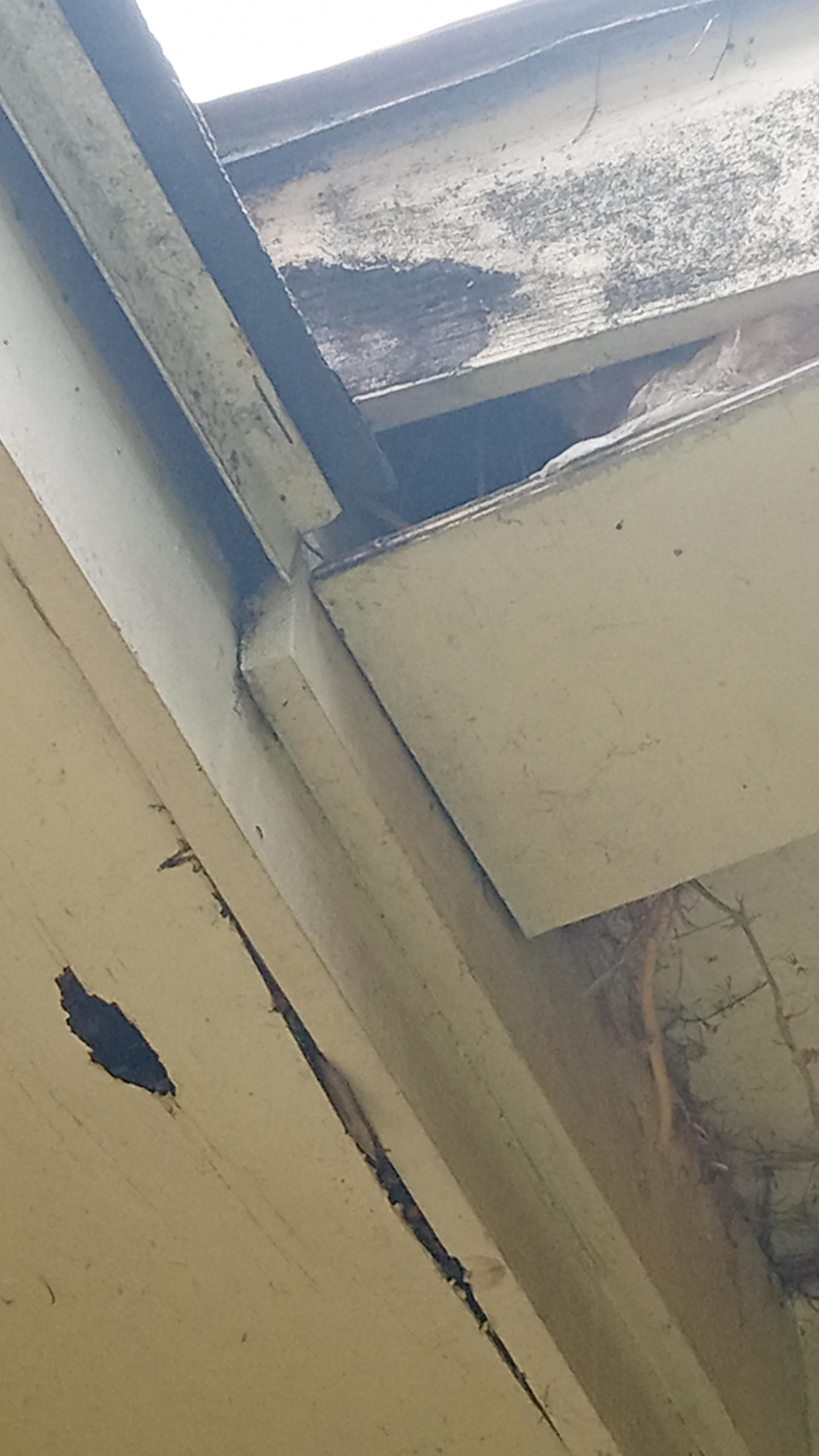 Property damage from pests