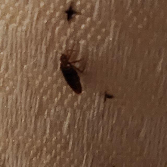 Insect Identification