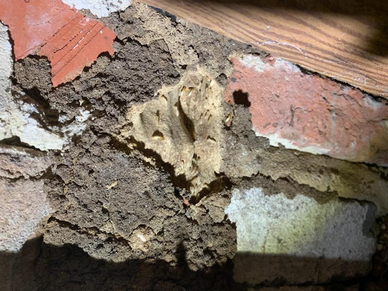 Termite mud tubes inspection