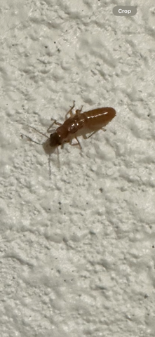 Termite Close-Up Identification